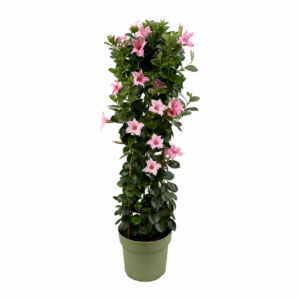 Mandevilla Cream Pink Tower XL
