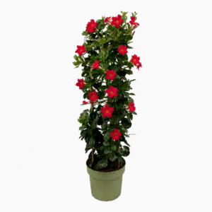 Mandevilla Early Scarlet Tower XL
