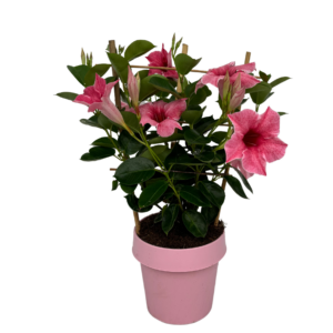 Mandevilla Flamingo