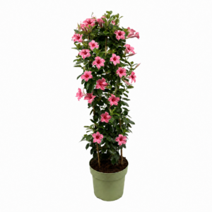 Mandevilla Flamingo Tower XL