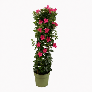 Mandevilla Pink Tower XL