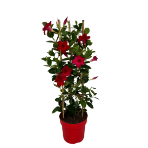 Mandevilla Red Tower Large