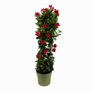 Mandevilla Red Tower XL