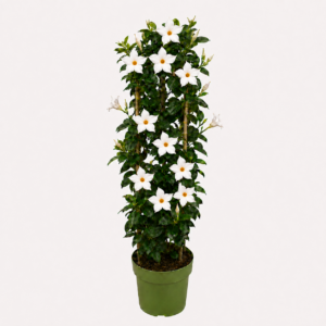 Mandevilla White Tower XL