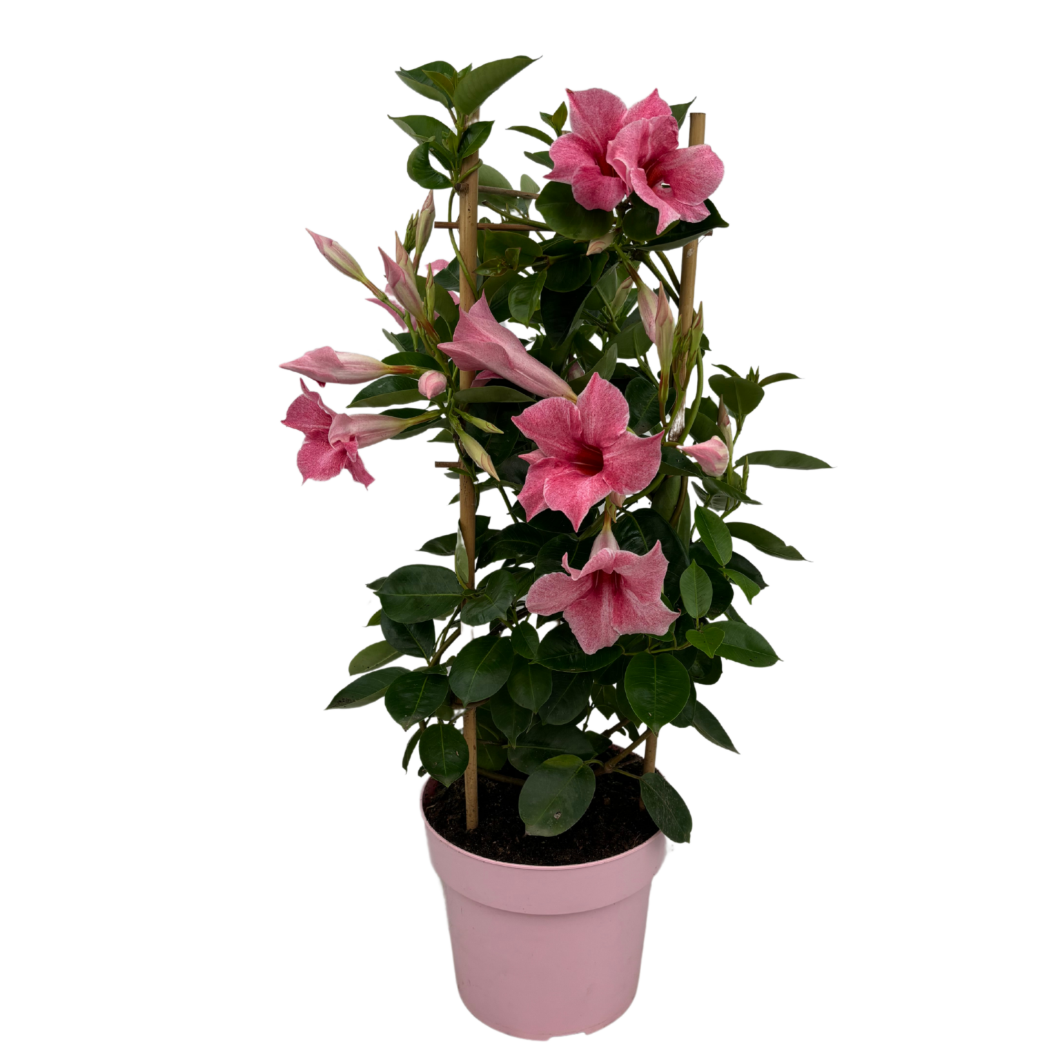 Mandevilla 9x flamingo tower mandevillashop