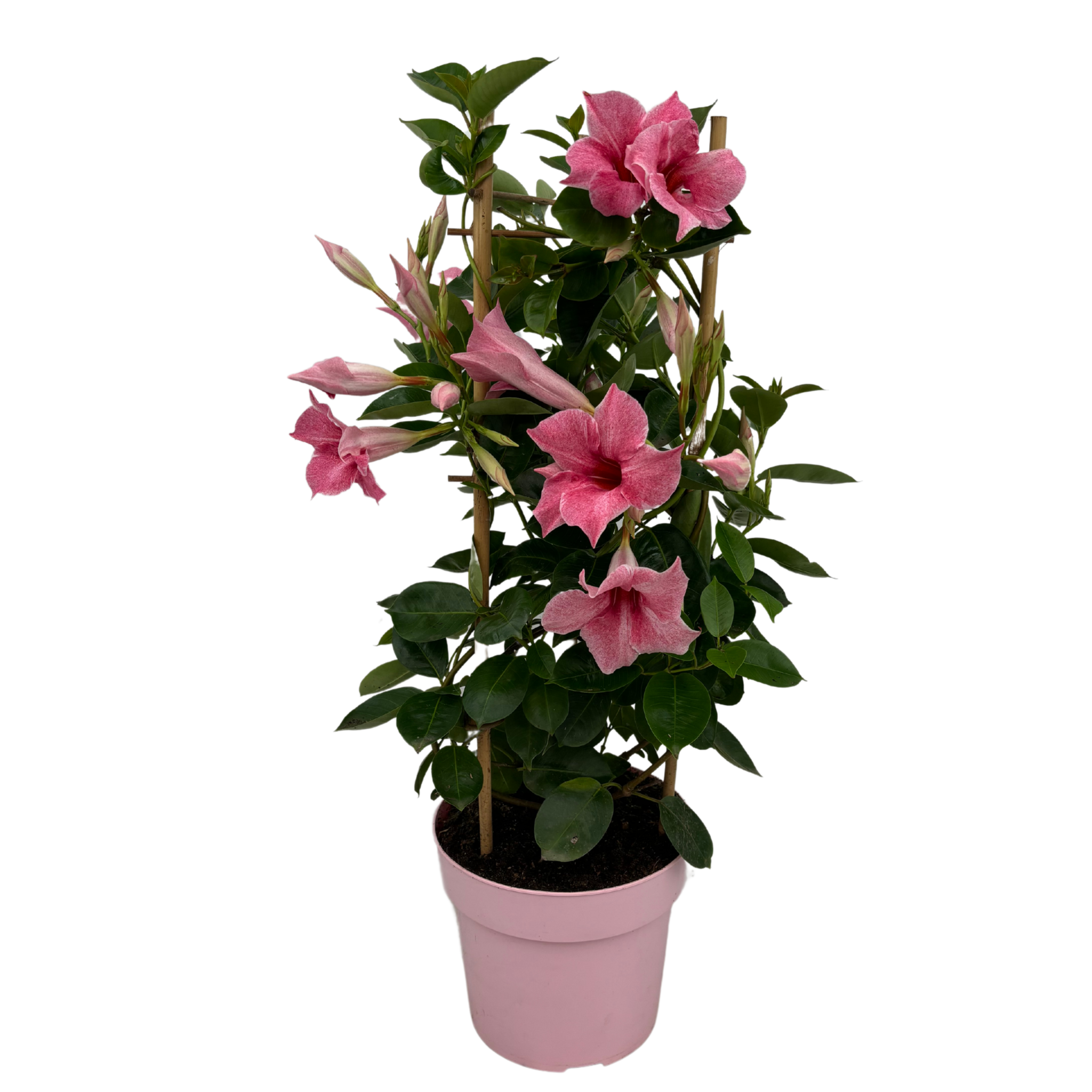 9x Flamingo Tower Mandevilla Shop