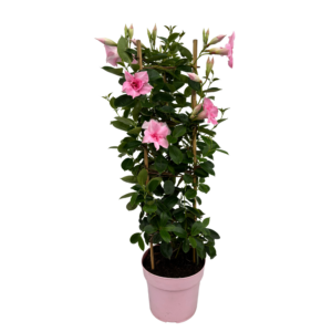 Mandevilla Double Blush Pink Tower Large
