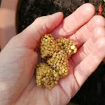 Four Mandevilla fertilizer cones in a hand