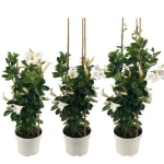Three Mandevilla plants with white flower pot, white petals and bamboo rack