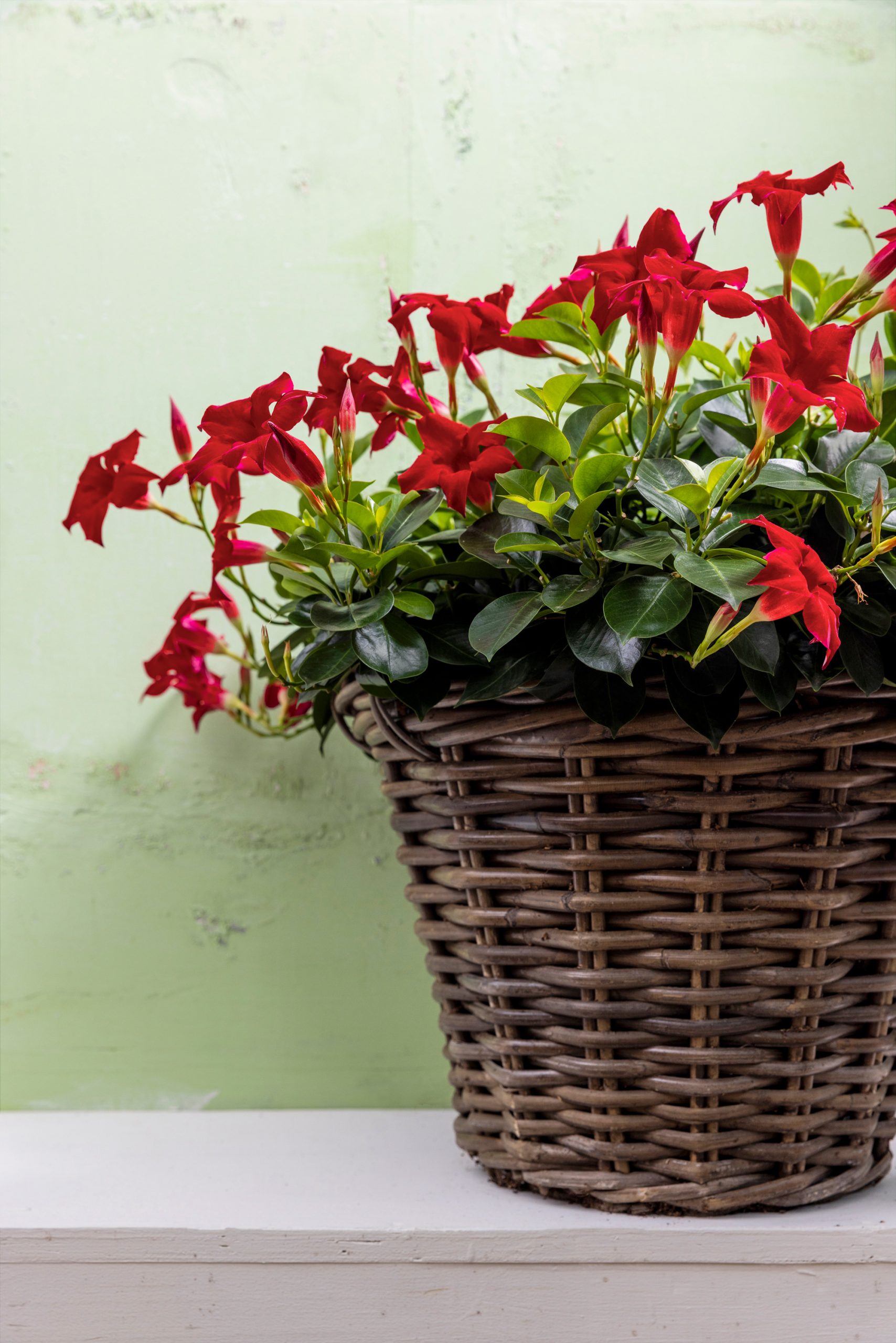 Mandevilla red in brown rattan flower pot close-up