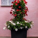 Italiaanse antracietkleurige plantenbak met mandevilla's in rode en witte kleur.