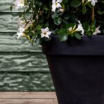 Mooie ronde antraciete plantenbak met witte mandevilla's