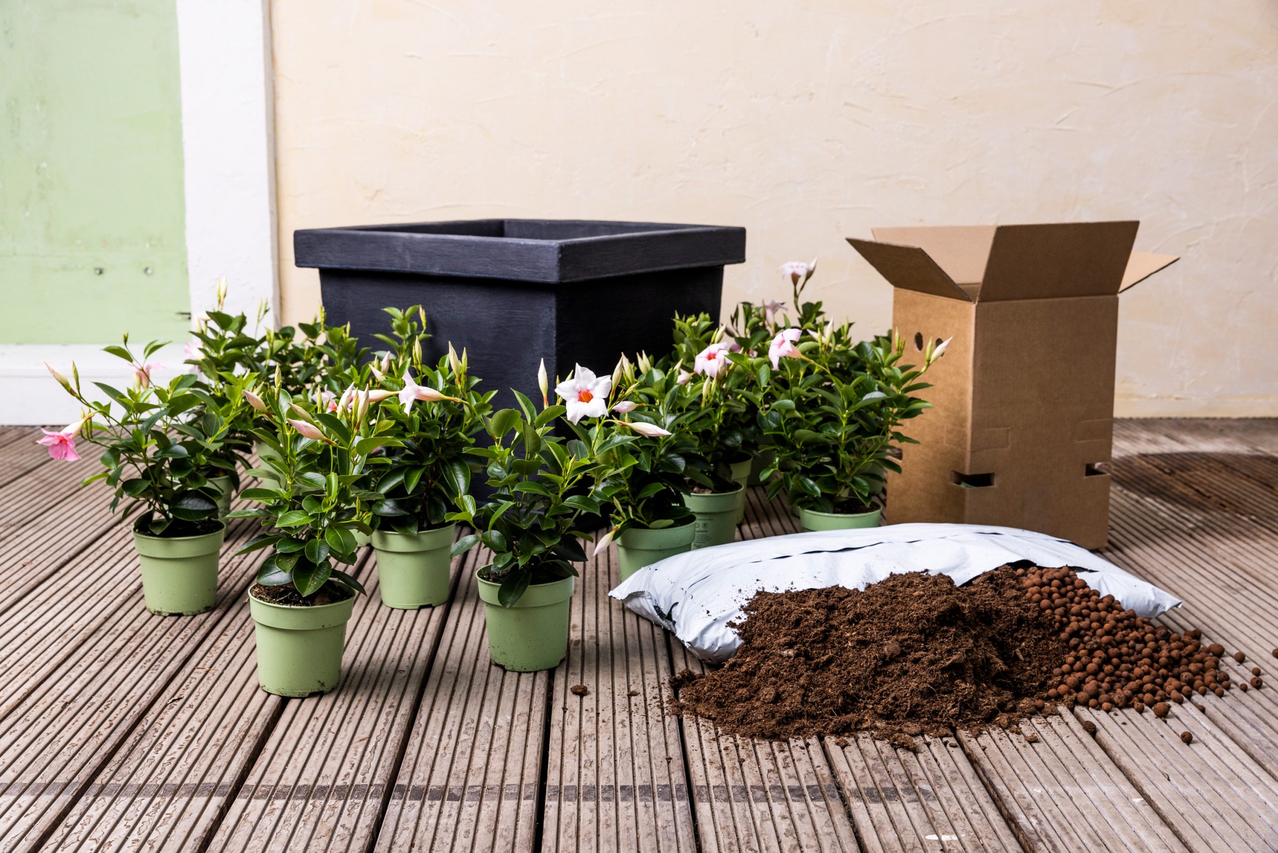 Five Mandevilla plants with green flower pots, potting soil and black flower pot