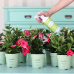 Several Mandevilla plants green leaves green pots and insect spray