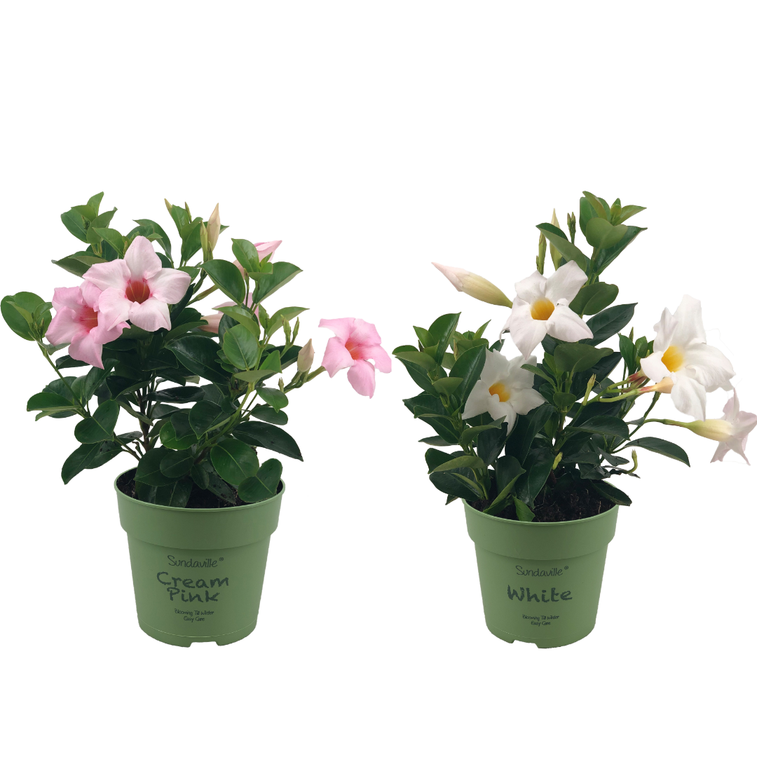 2 mini Mandevilla in pot. Met lichtroze en witte bloemen.