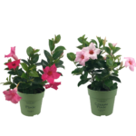 2 mini Mandevilla. Met lichtroze en felroze bloemen.