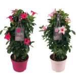 2 Mandevilla Sundaville Bicolor Tower groeit langs een bamboerekje. Met lichtroze en felroze bloemen