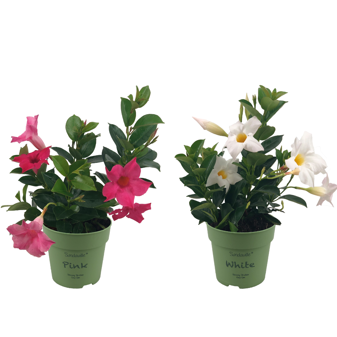 2 mini Mandevilla. Met witte en felroze bloemen.