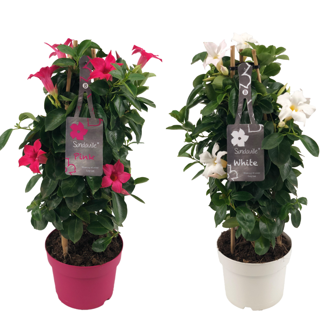 2x Mandevilla Sundaville Bicolor Tower. Klimplant met witte en roze bloemen. Groeit langs een bamboerekje.