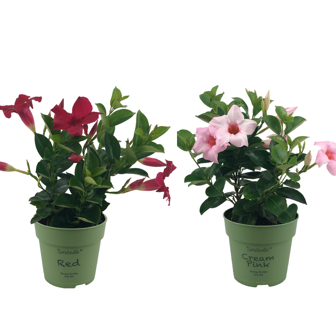 2 mini Mandevilla. Planten met lichtroze en rode bloemen.