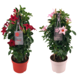 2 Mandevilla Sundaville Bicolor Tower groeit langs een bamboerekje. Met rode en roze bloemen