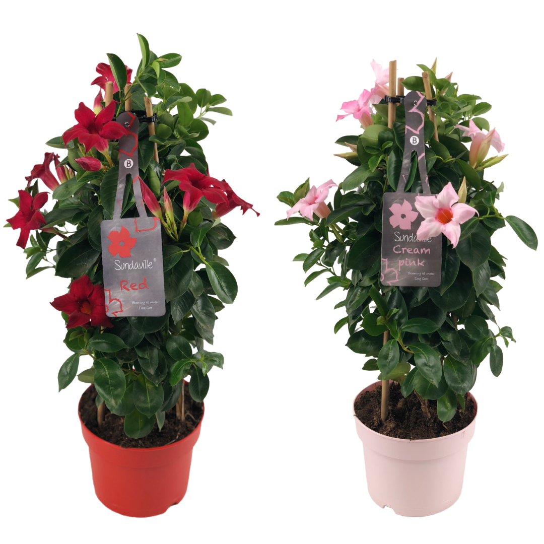 2 Mandevilla Sundaville Bicolor Tower groeit langs een bamboerekje. Met rode en roze bloemen