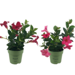 2 mini Mandevilla. Planten met rode en felroze bloemen.