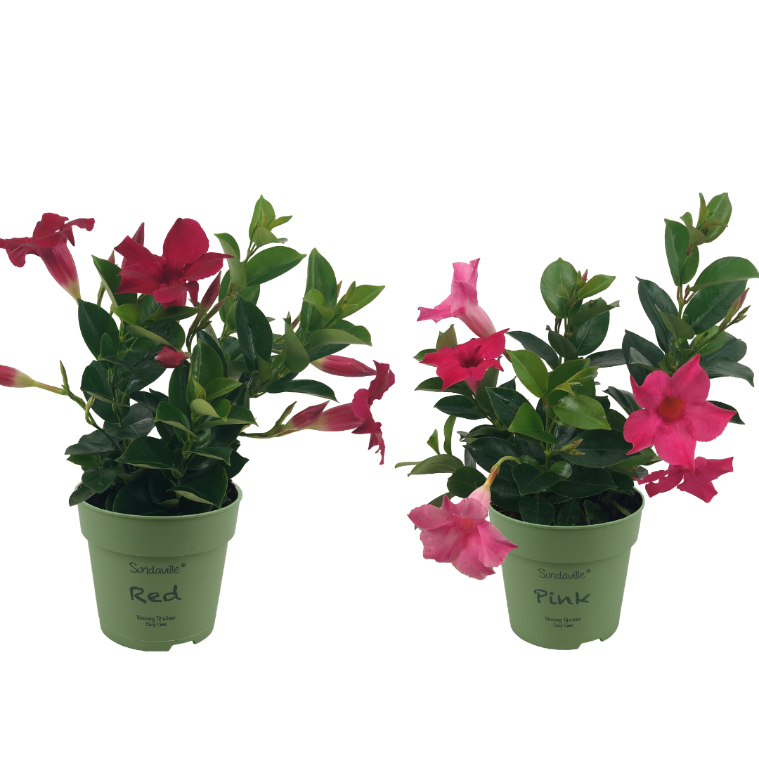 2 mini Mandevilla. Planten met rode en felroze bloemen.