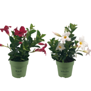 2 mini Mandevilla in pot. Planten met rode en witte bloemen.