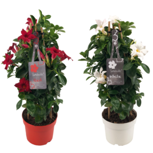 2 planten Mandevilla Sundaville Tower. Klimplant, groeit langs een bamboerekje. Met witte en rode bloemen