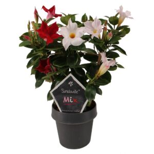 Mandevilla red and white petals, black flower pot, green leaves and tag with text