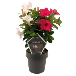 Mandevilla pink and white petals, black flower pot, green leaves and tag with text