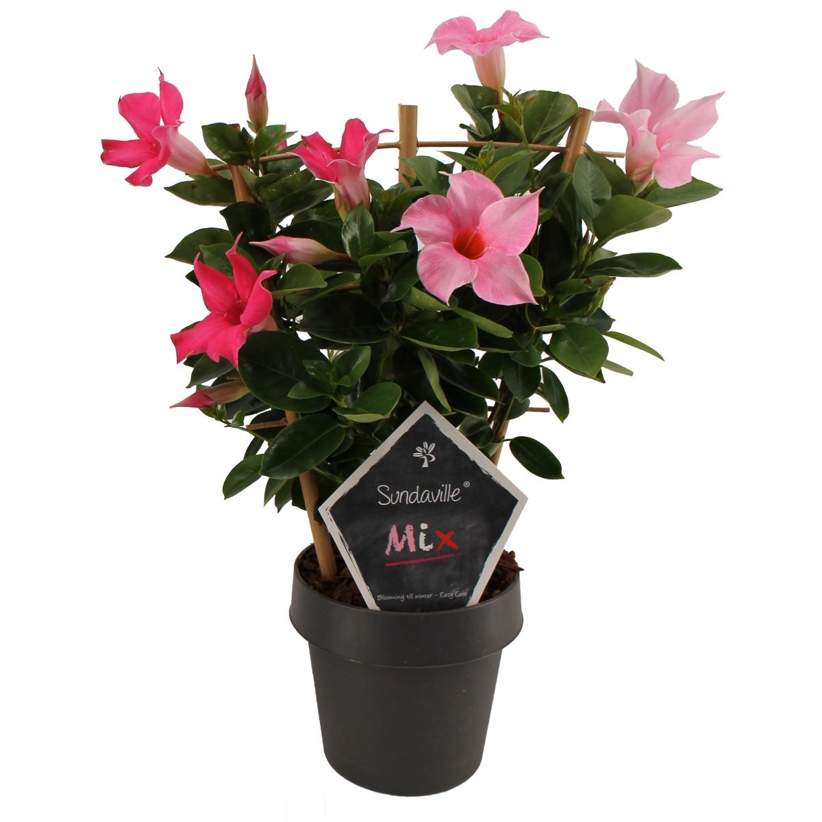 Mandevilla light pink and pink petals, black flower pot, green leaves and tag with text