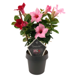 Mandevilla red and pink petals, black flower pot, green leaves and tag with text