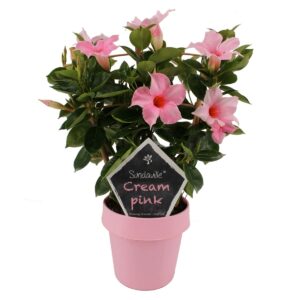 Mandevilla pink petals, light pink flower pot, green leaves and tag with text