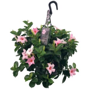 Mandevilla light pink petals, green leaves, hangpot, tag with text