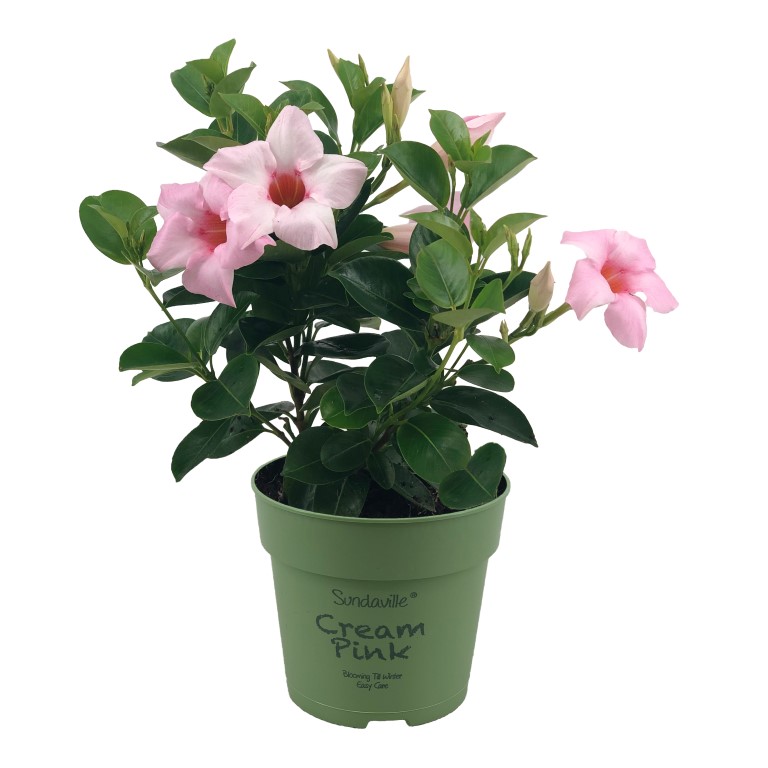 4 Mandevilla mini, light pink petals, green leaves, green flower pot