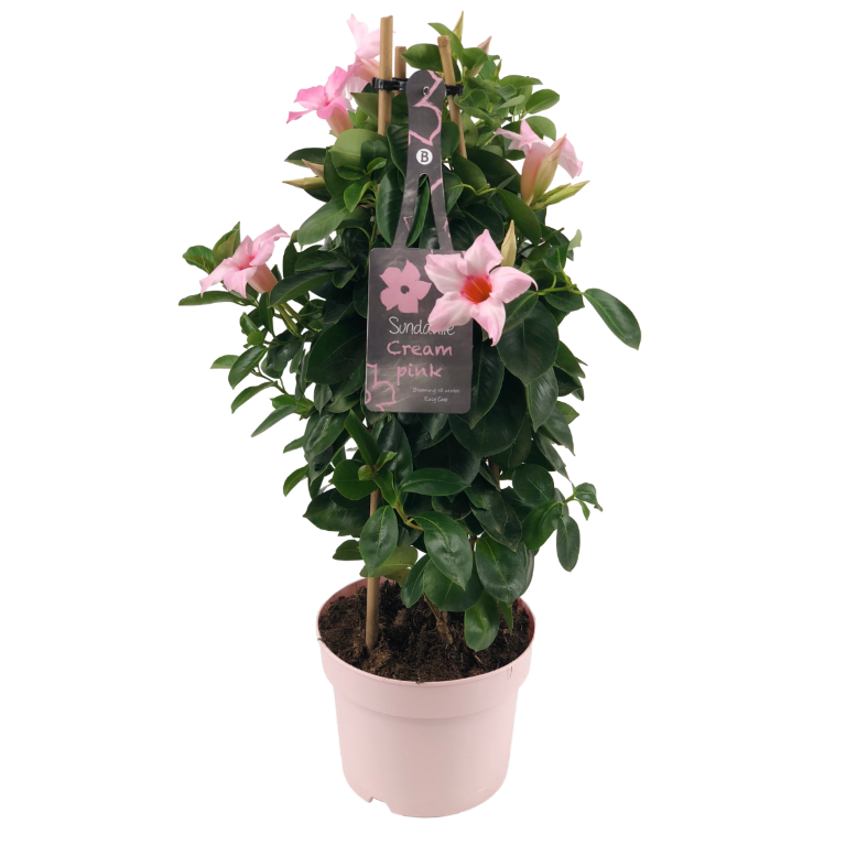 Mandevilla light pink petals, light pink flower pot, green leaves, tag with text, bamboo sticks