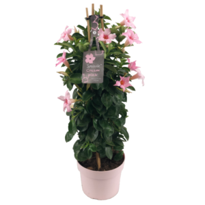 Mandevilla pink petals, light pink flower pot, green leaves, tag with text, bamboo sticks