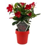Mandevilla red orange petals, red flower pot, green leaves and tag with text
