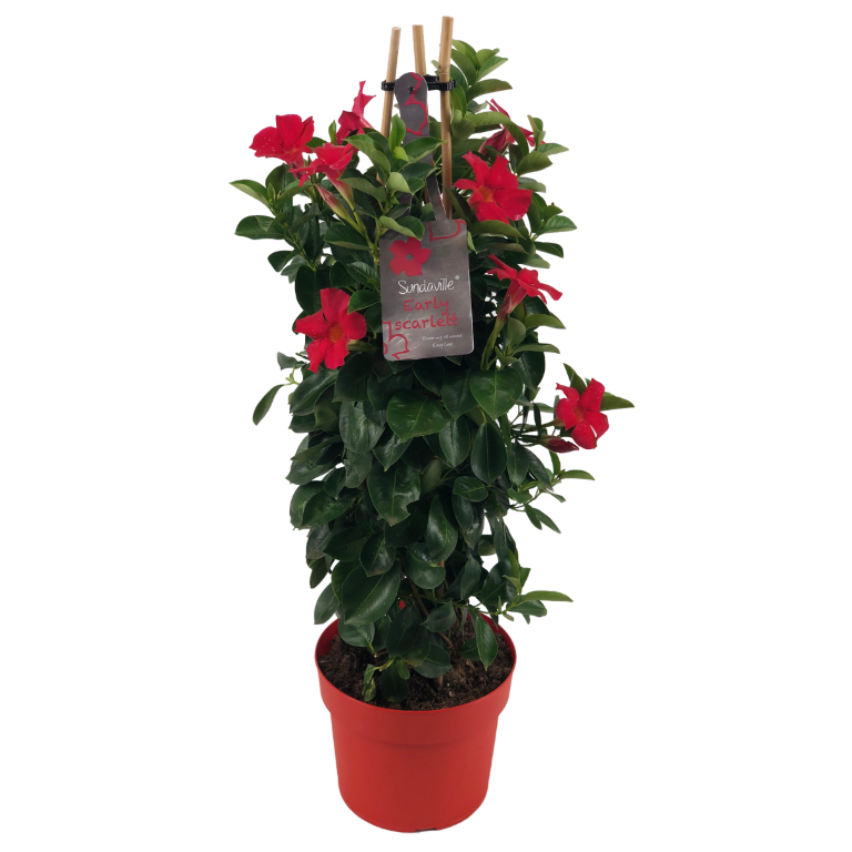 Mandevilla red orange petals, red flower pot, green leaves, tag with text, bamboo sticks