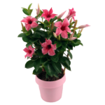 Mandevilla pink petals, light pink flower pot, green leaves