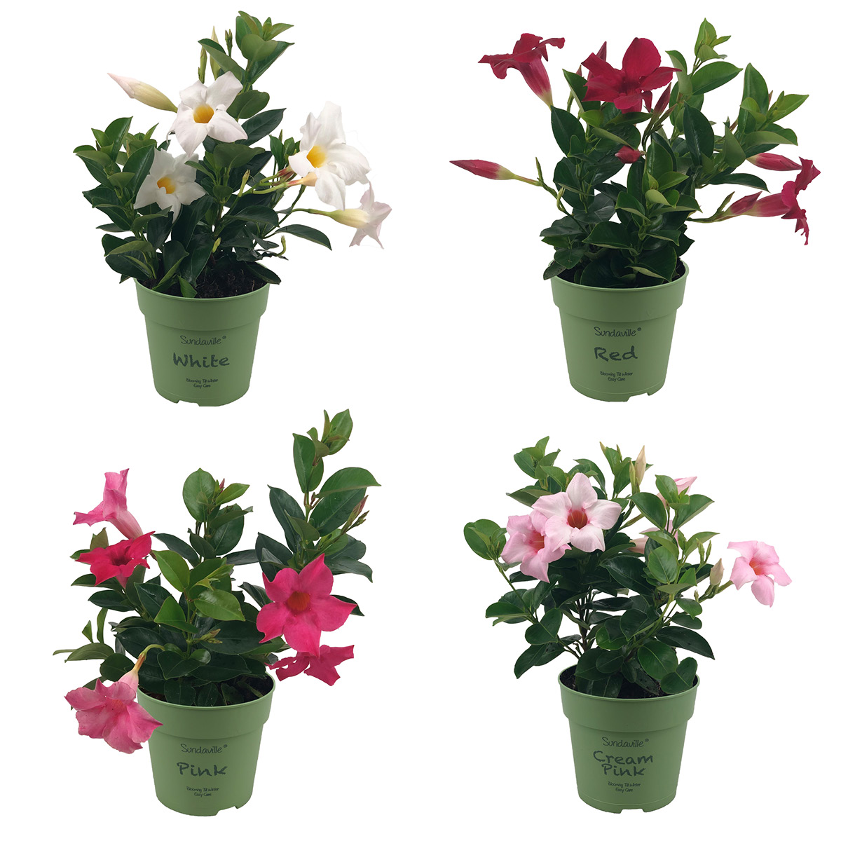 Vier Mandevilla weiße, rote, pinke, hellrosa Blüten, grüne Blätter, grüner Blumentopf