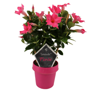 Mandevilla Pinke Blüten, pinker Blumentopf, grüne Blätter und Schild mit Aufschrift