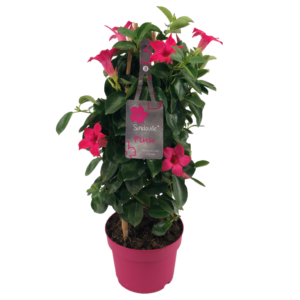 Mandevilla pink petals, green leaves, pink flower pot, tag with text