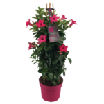 Mandevilla pink petals, pink flower pot, green leaves, tag with text, bamboo sticks