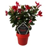 Mandevilla red petals, red flower pot, green leaves and tag with text