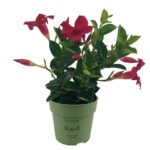 4 Mandevilla mini, red petals, green leaves, green flower pot