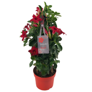 Mandevilla red petals, green leaves, red flower pot, tag with text