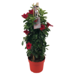 Mandevilla red petals, red flower pot, green leaves, tag with text, bamboo sticks
